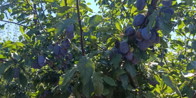 We sell fresh and dried Stenlei plums, originating from
