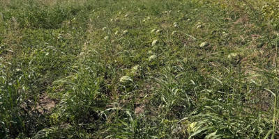 Ми смо румунски произвођач који нуди/продаје свеже лубенице природно