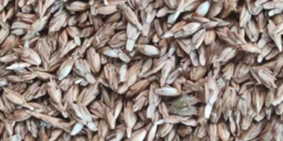 This year's spelt harvest. [phone] ECO certified. 5-6 tons.