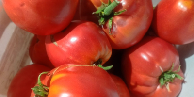 I sell fresh garden tomatoes at an exceptional price