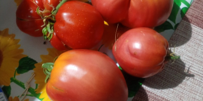 I sell fresh garden tomatoes at an exceptional price