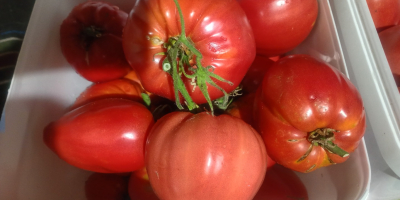 I sell fresh garden tomatoes at an exceptional price