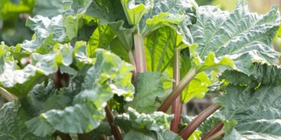 Rhubarb for sale, Victoria and Leader