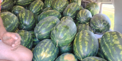 Green and yellow watermelons small and large quantities /