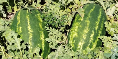 Green and yellow watermelons small and large quantities /