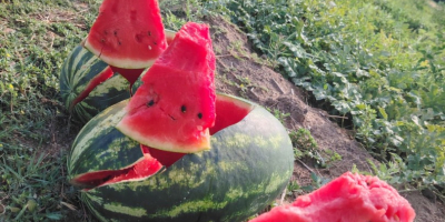 Green and yellow watermelons small and large quantities /
