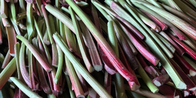 Beautiful rhubarb for sale, full truckload quantities