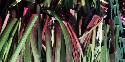 Beautiful rhubarb for sale, full truckload quantities