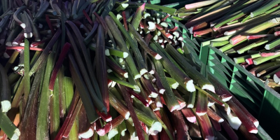 Beautiful rhubarb for sale, full truckload quantities