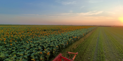 Hello. I'm selling sunflower seeds straight from the field.