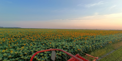 Hello. I'm selling sunflower seeds straight from the field.