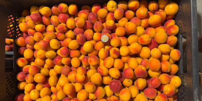 I'm selling small, calibrated Harlayne apricots. Direct from the