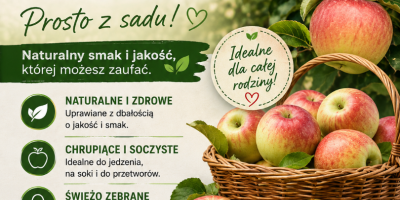 Oferuję świeże, soczyste i chrupiące jabłka odmiany Paulad –