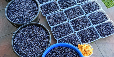 Ще продавам ежедневно брани чисти плодове до 100 кг