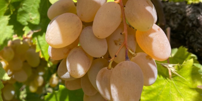 Struguri de înaltă calitate certificați pentru producerea vinului Etna