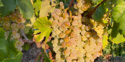 Struguri de înaltă calitate certificați pentru producerea vinului Etna