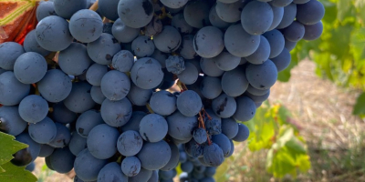 Struguri de înaltă calitate certificați pentru producerea vinului Etna