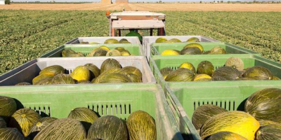 Wassermelonen, Honigmelonen, Cantalupe Melonen zu verkaufen auch kleinere Mengen
