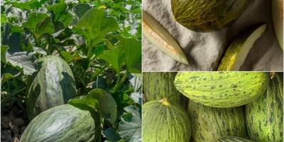 Wassermelonen, Honigmelonen, Cantalupe Melonen zu verkaufen auch kleinere Mengen