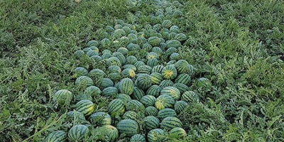 Wassermelonen, Honigmelonen, Cantalupe Melonen zu verkaufen auch kleinere Mengen