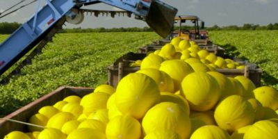 Wassermelonen, Honigmelonen, Cantalupe Melonen zu verkaufen auch kleinere Mengen