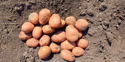 Vand cartofi de consum,Carrera si Bellarosa, sanatosi,sortat si ambalat