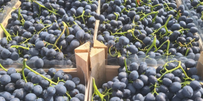 Fresh Grapes from Moldova We have 900–1,000 tons of