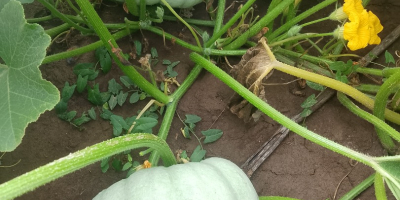 I am selling Sampson f1 pie pumpkin.