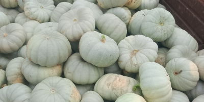 I am selling Sampson f1 pie pumpkin.