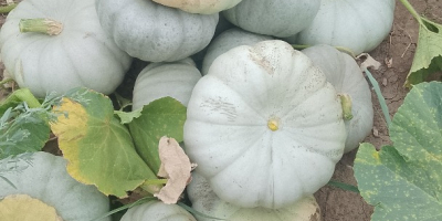 I am selling Sampson f1 pie pumpkin.