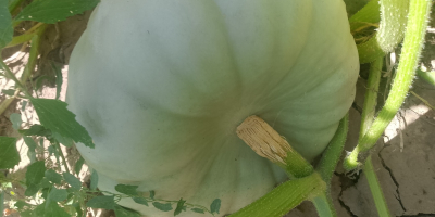 I am selling Sampson f1 pie pumpkin.