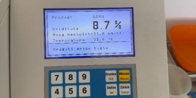 Sorg alb productie 2026 , curat , uscat ,