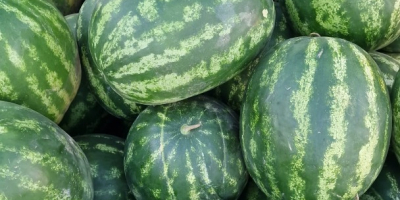 Görögdinnyét árulok nagykereskedelemben, közvetlenül a szántóföldről, Brăila megyéből. Az