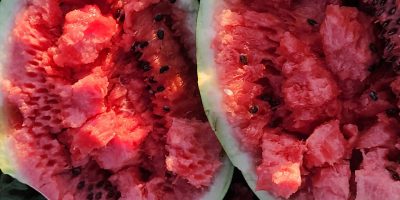 Üdvözlünk, sokéves tapasztalattal rendelkező bulgáriai gazdák vagyunk, és a
