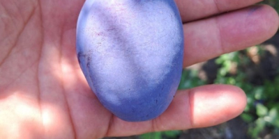 300 Tons of Fresh Stanley Plums for Sale I