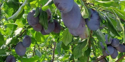 300 Tons of Fresh Stanley Plums for Sale I