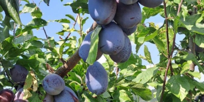 300 Tons of Fresh Stanley Plums for Sale I