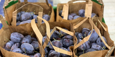 10 kg wooden crates – fresh Stanley plums packed