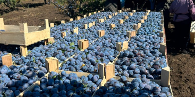 10 kg wooden crates – fresh Stanley plums packed