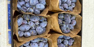 10 kg wooden crates – fresh Stanley plums packed