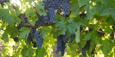 Strugurii de masa - preponderent Coarna Regala Romaneasca cu