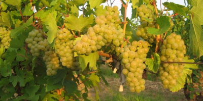 Strugurii de masa - preponderent Coarna Regala Romaneasca cu