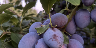 I have a large quantity of Topking plums for