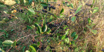 Vendo aronia biologica certificata, zona Prahova. Quantità: 5 tonnellate.