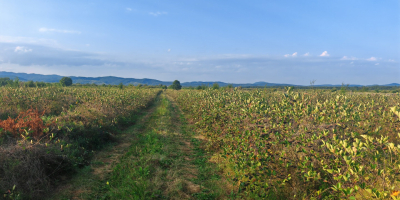 Vendo aronia biologica certificata, zona Prahova. Quantità: 5 tonnellate.