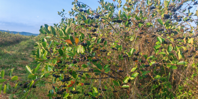Vendo aronia biologica certificata, zona Prahova. Quantità: 5 tonnellate.