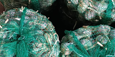 Harnaś garlic from this year's harvest. PLN 8/kilo industrial