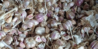 Harnaś garlic from this year's harvest. PLN 8/kilo industrial