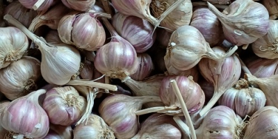 Harnaś garlic from this year's harvest. PLN 8/kilo industrial