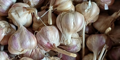 Harnaś garlic from this year's harvest. PLN 8/kilo industrial